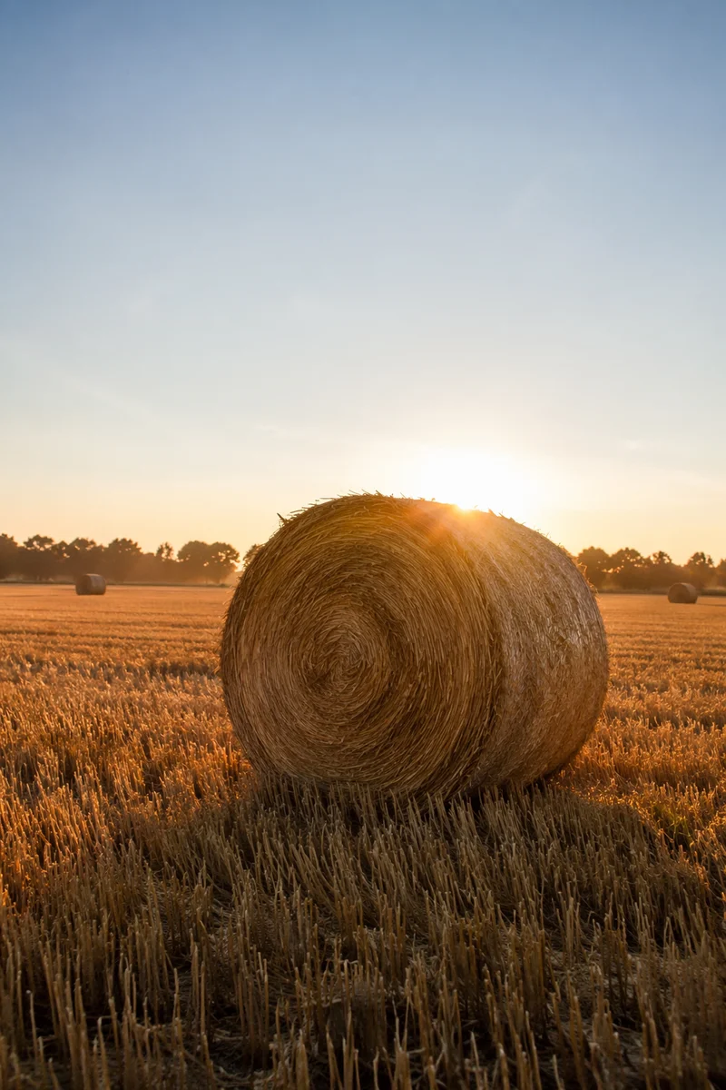 Golden Hay Bale in Harvest Field