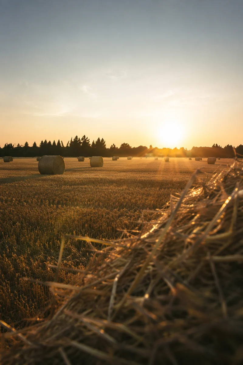 Golden Wheat Harvest at Sunset