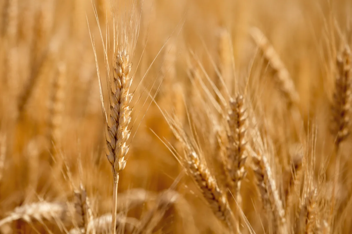 Golden Wheat Harvest in Warm Sunlight