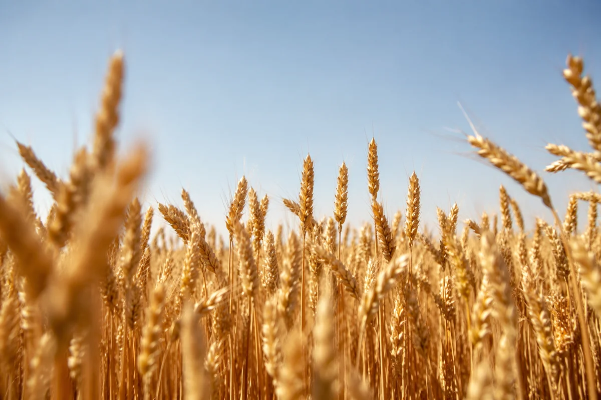 Golden Wheat Harvest Under Summer Sky