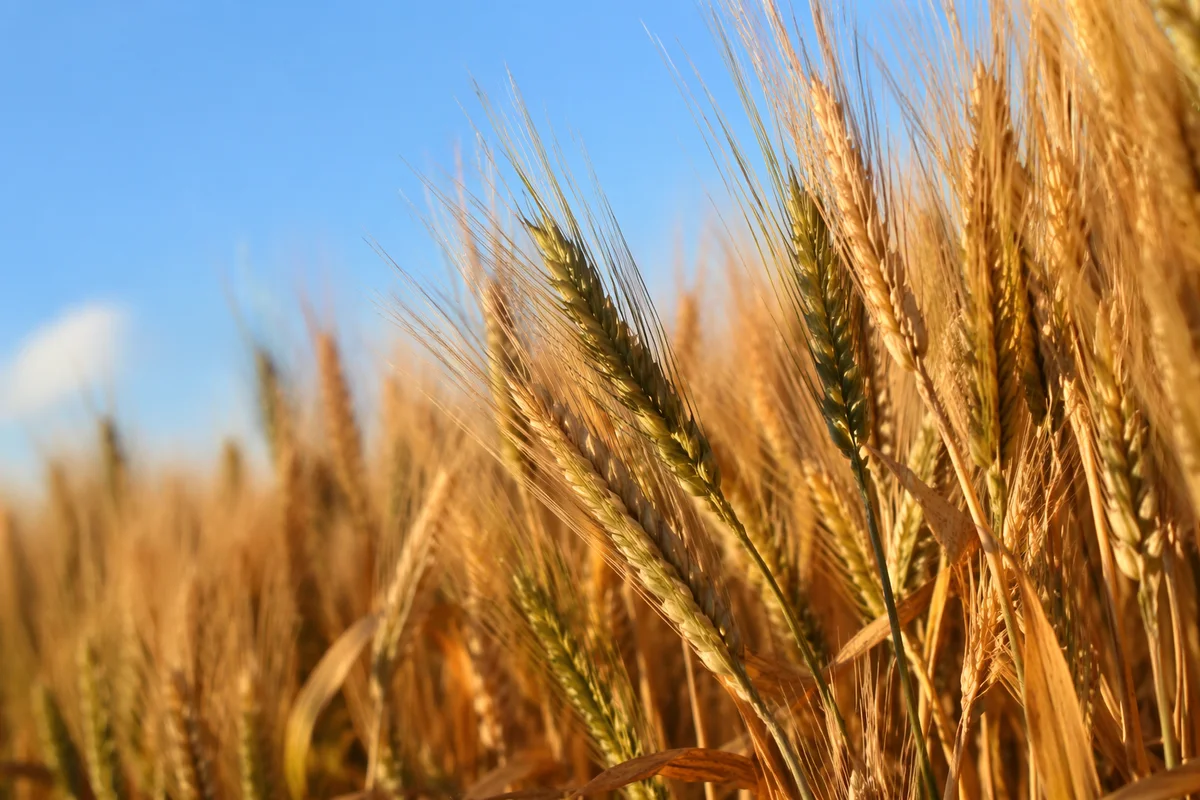 Golden Wheat Harvest with Evergreen Accents