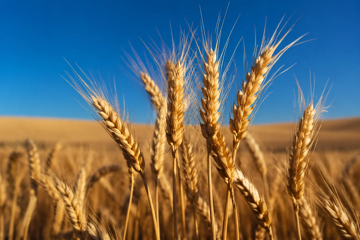 Golden Wheat Harvest Under Blue Sky