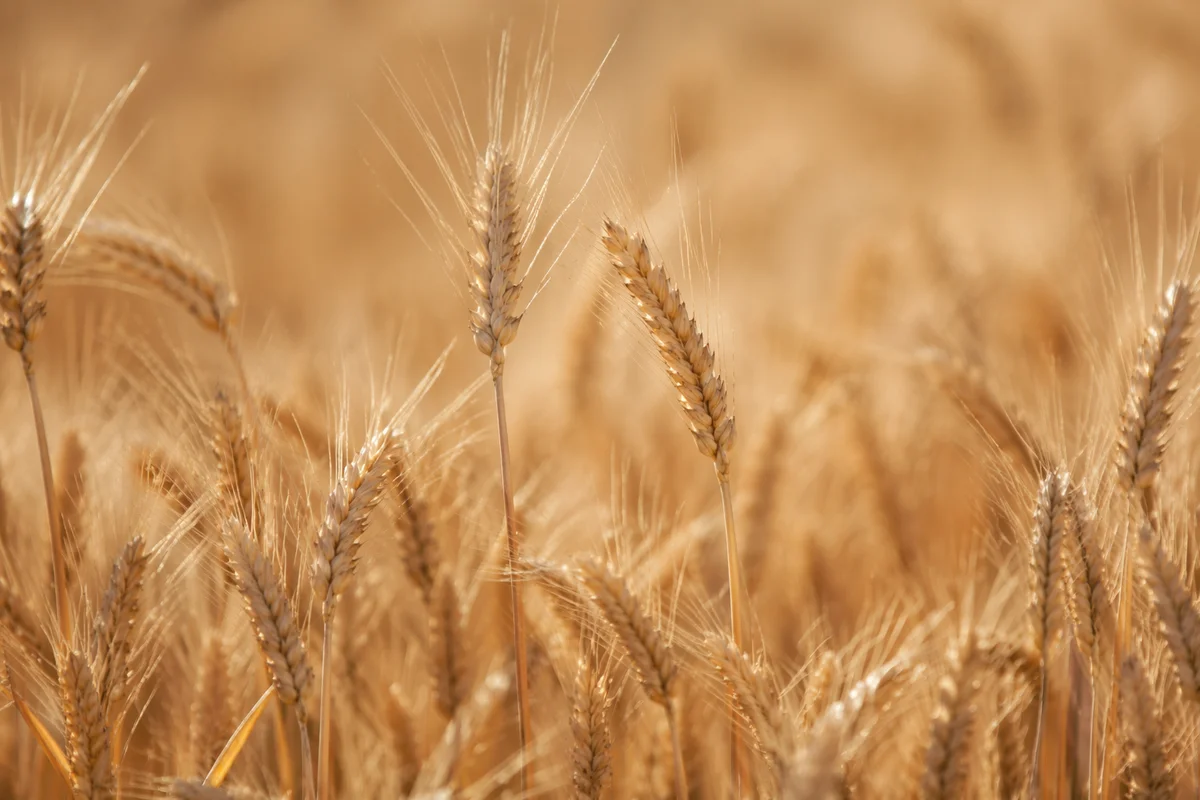 Golden Wheat Harvest in Warm Sunlight