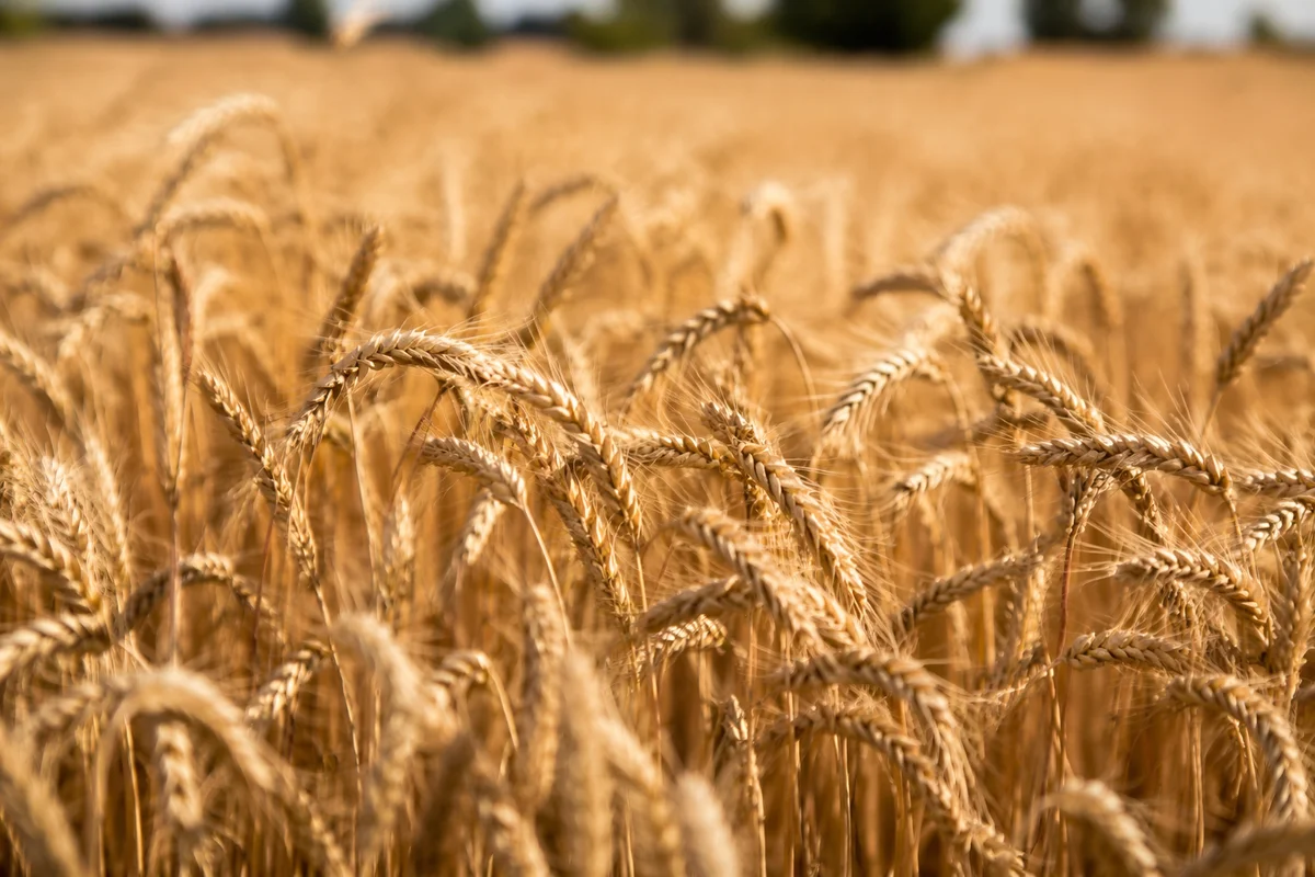 Golden Wheat Harvest in Warm Sunlight