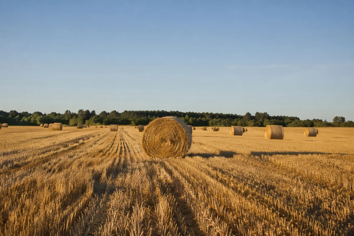 Golden Wheat Harvest Field with Hay Bales