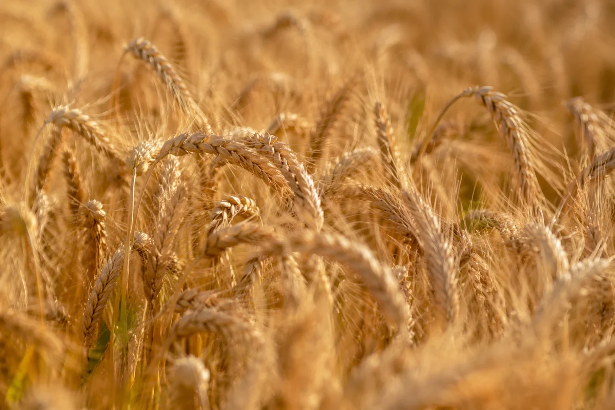 Golden Wheat Harvest Close-Up Texture