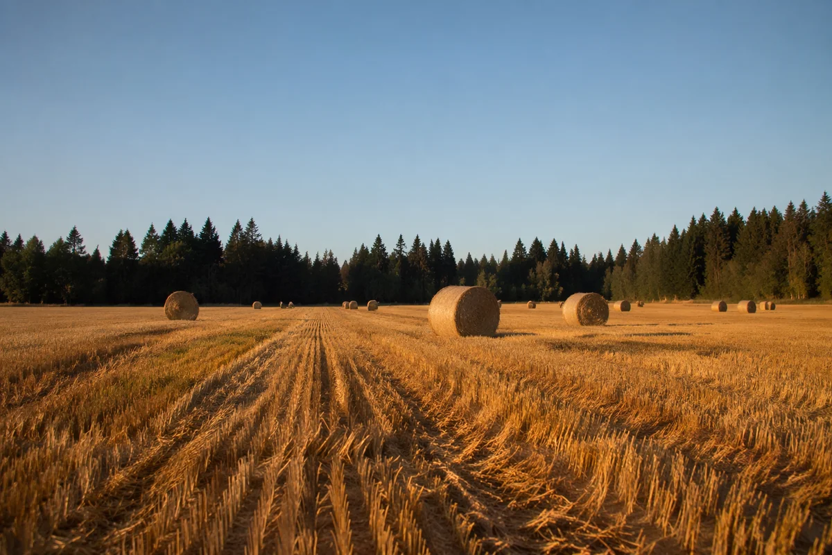 Golden Harvest Field Beneath Evergreen Horizon
