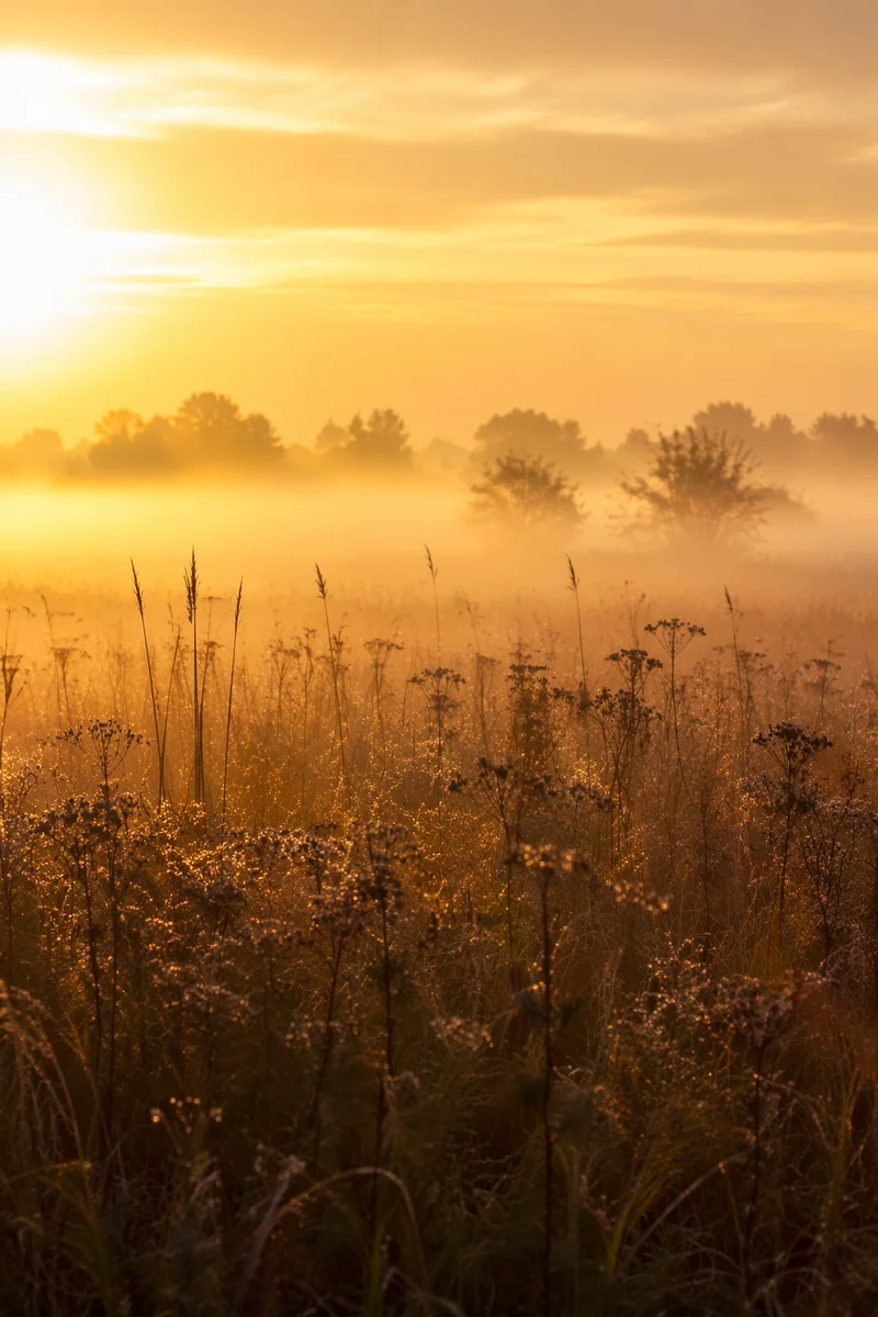 Sunrise Wildflower Meadow in Morning Mist