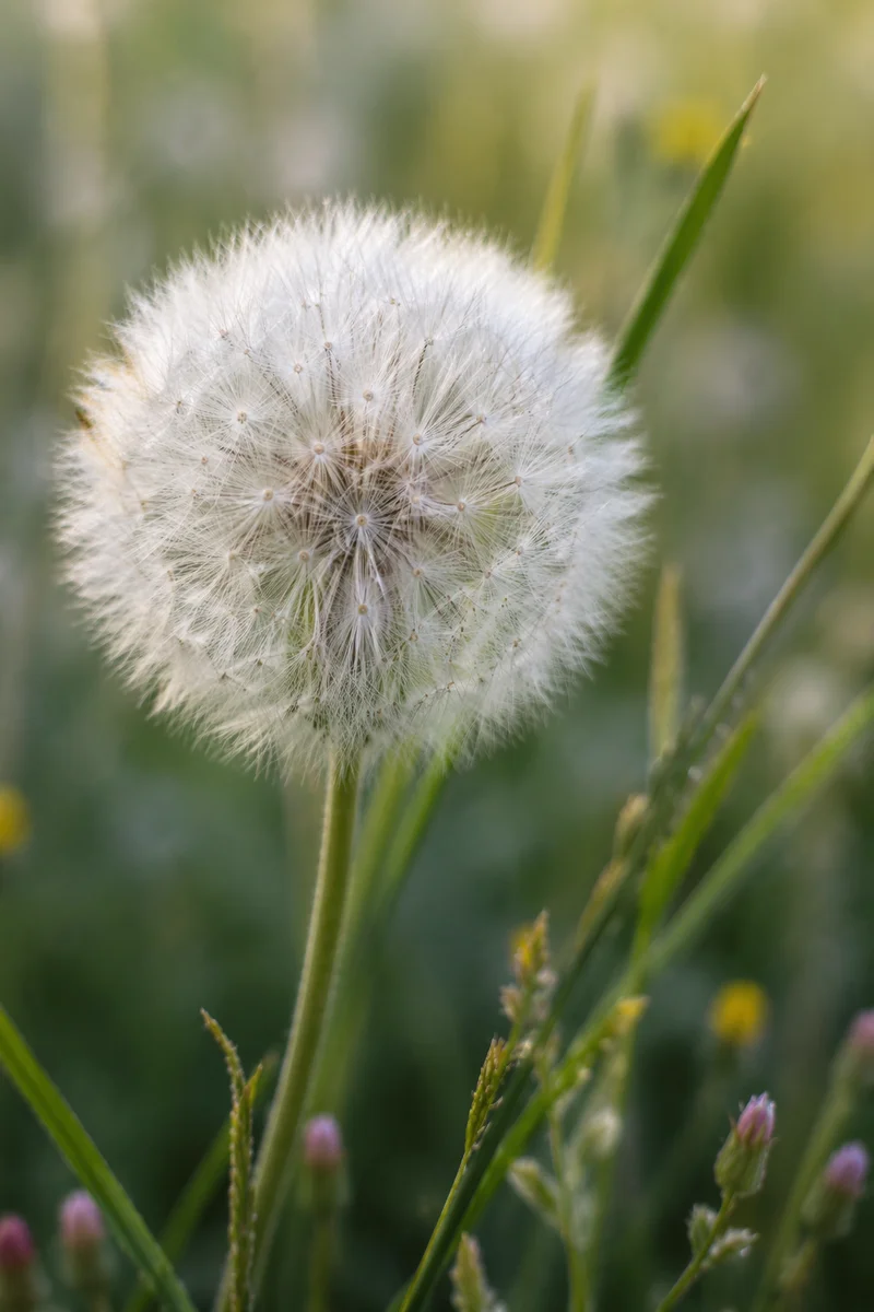 Dandelion Seed Head in Morning Meadow