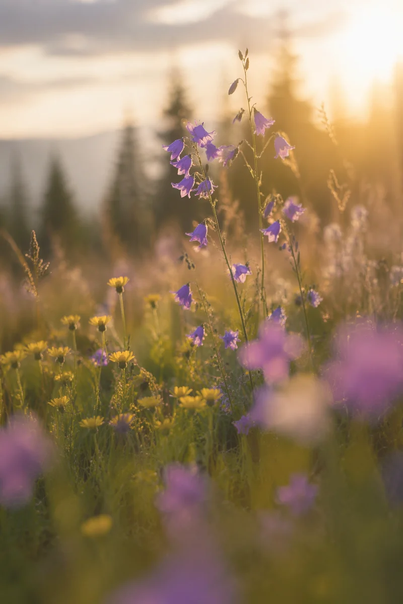 Evergreen Meadow Wildflowers in Soft Morning Light