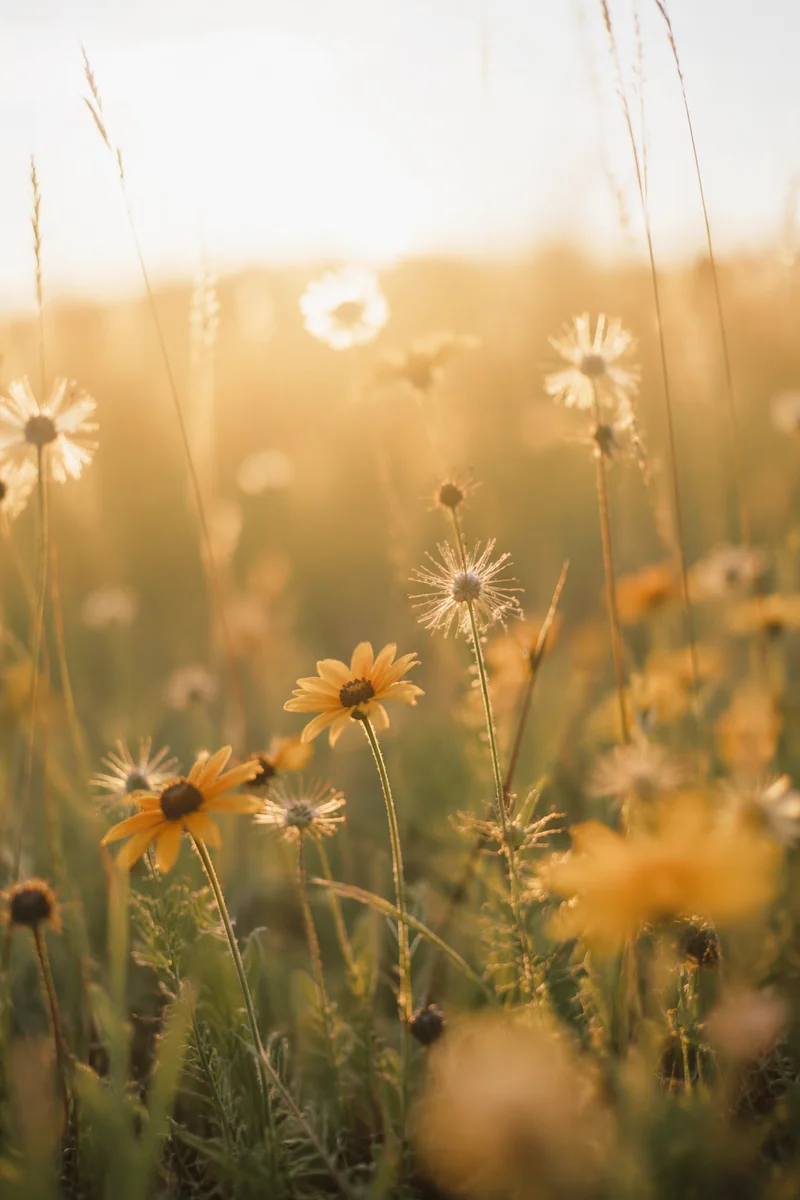 Sunlit Wildflower Meadow in Morning Glow