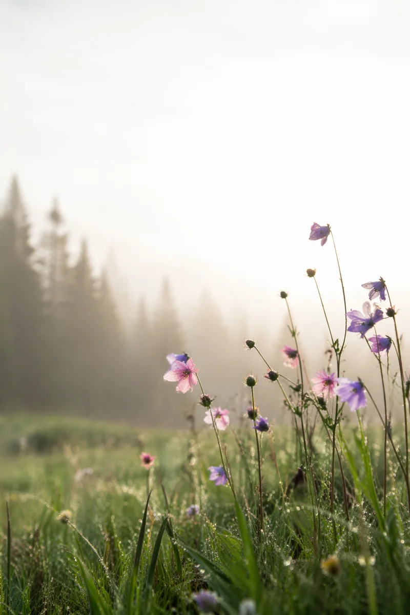 Dawn Wildflowers in Misty Evergreen Meadow