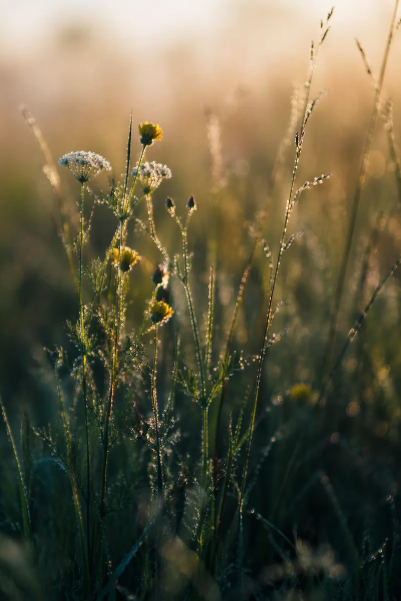 Dawn Wildflowers in Evergreen Meadow Light