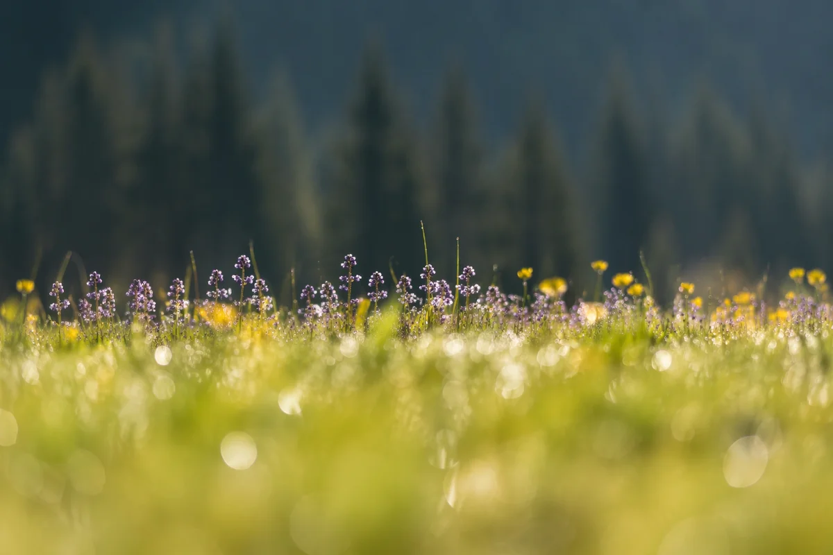 Soft Morning Wildflowers in Evergreen Meadow