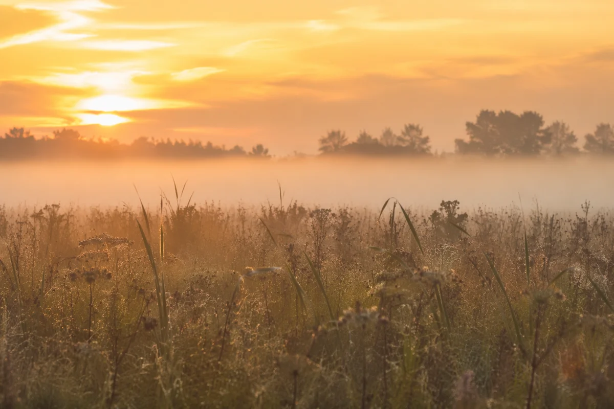 Sunrise Wildflower Meadow with Morning Mist