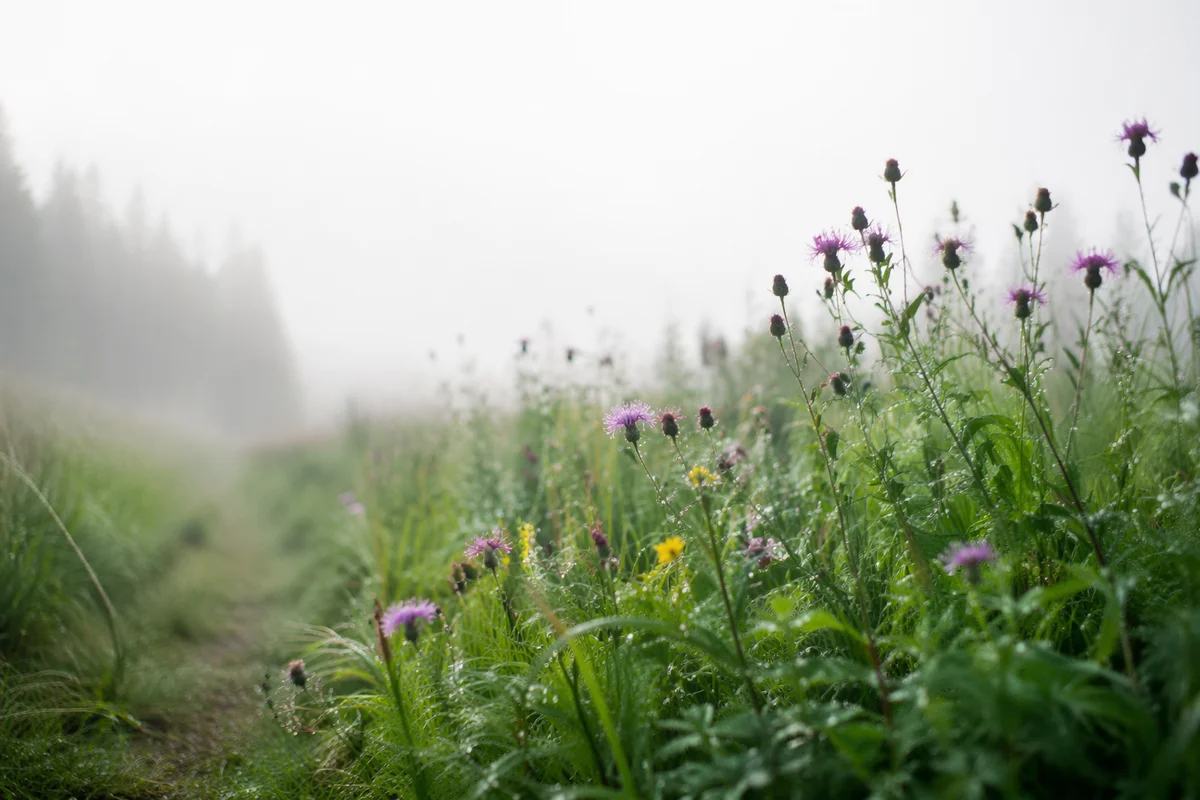 Soft Morning Wildflower Meadow Path