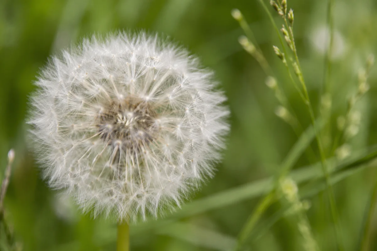 Dandelion Seed Head in Morning Meadow
