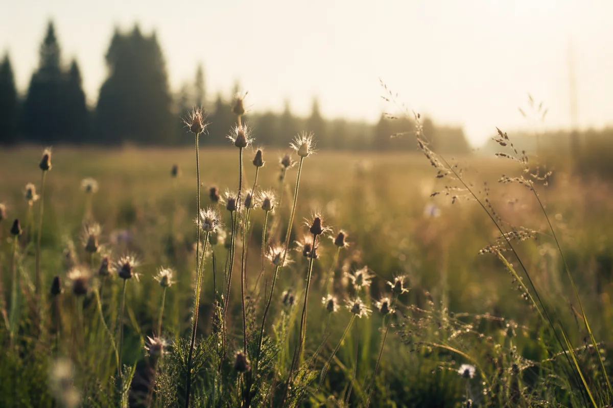 Wildflowers in Soft Morning Meadow Light