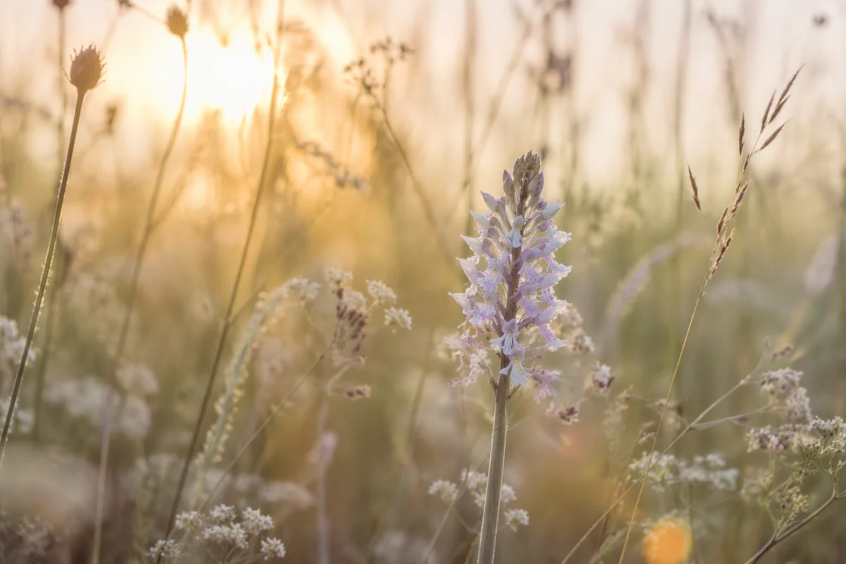 Wildflower Meadow in Soft Morning Light