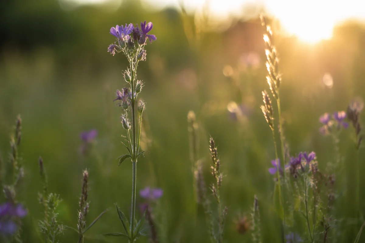 Wildflower Meadow in Soft Morning Light