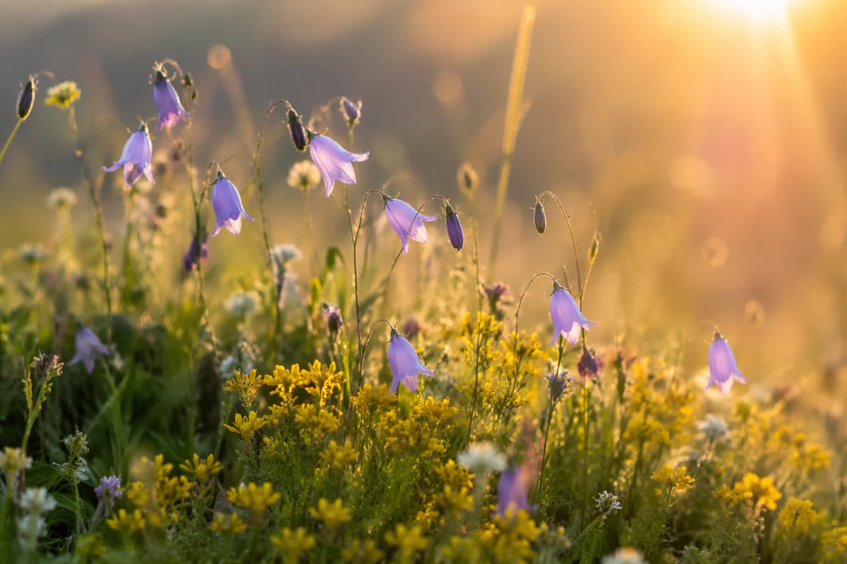 Wildflower Meadow in Soft Morning Light