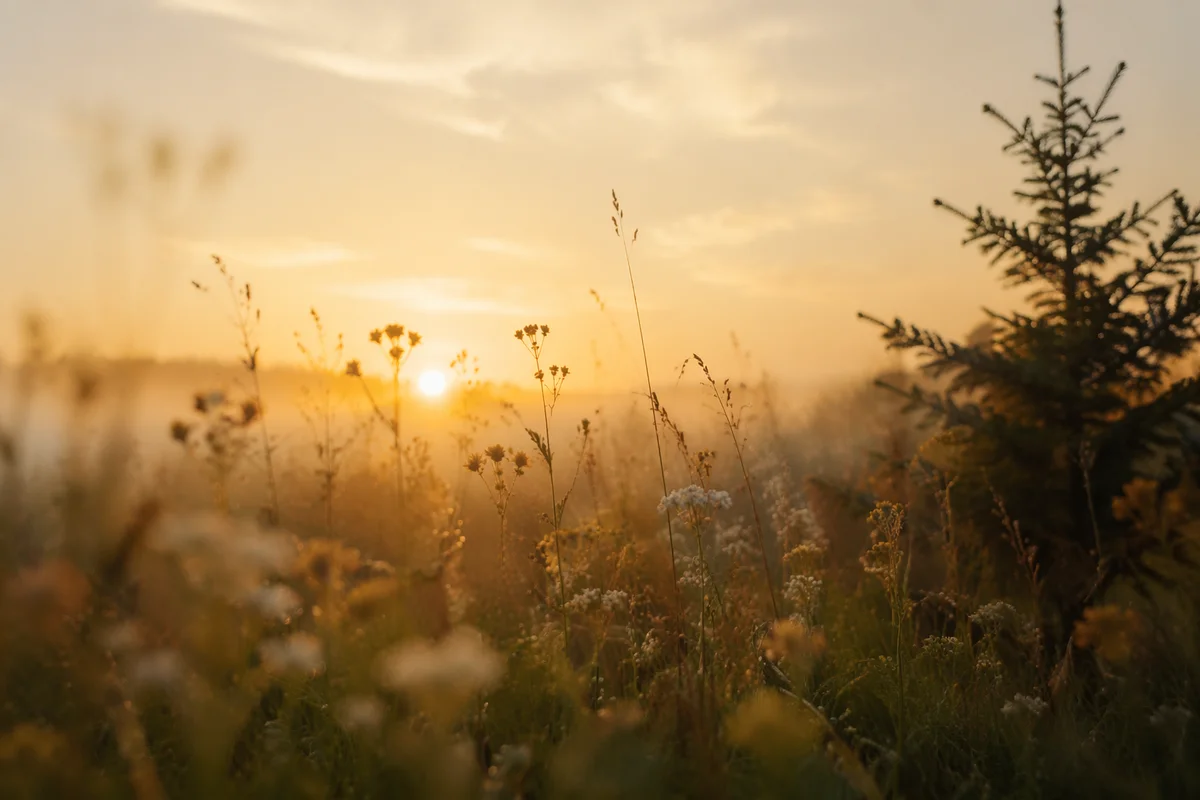 Morning Wildflower Meadow with Evergreen Silhouette
