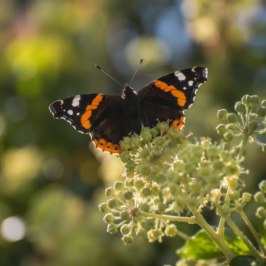 Orange Banded Butterfly in Garden Bloom
