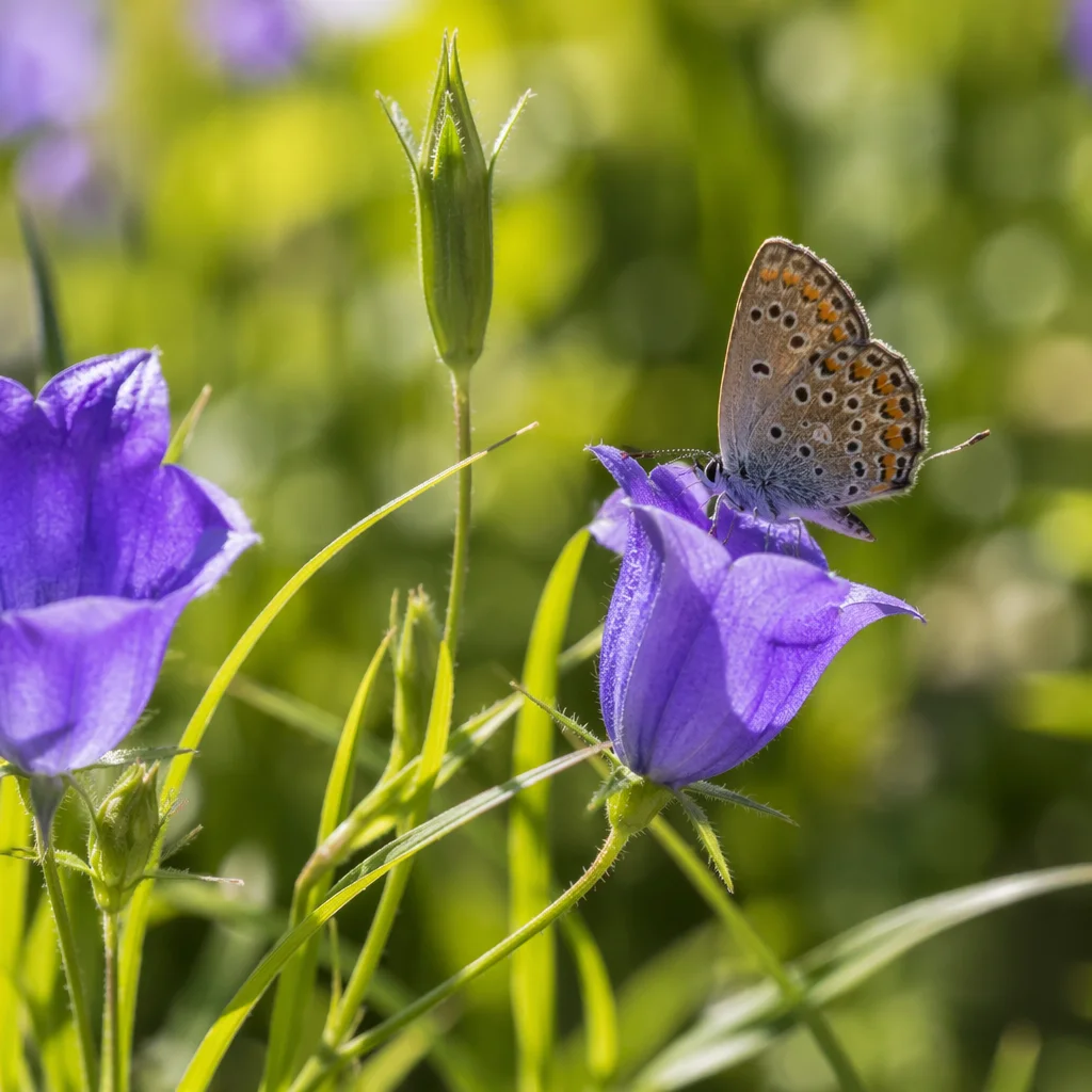 Butterfly on Violet Garden Flower Macro