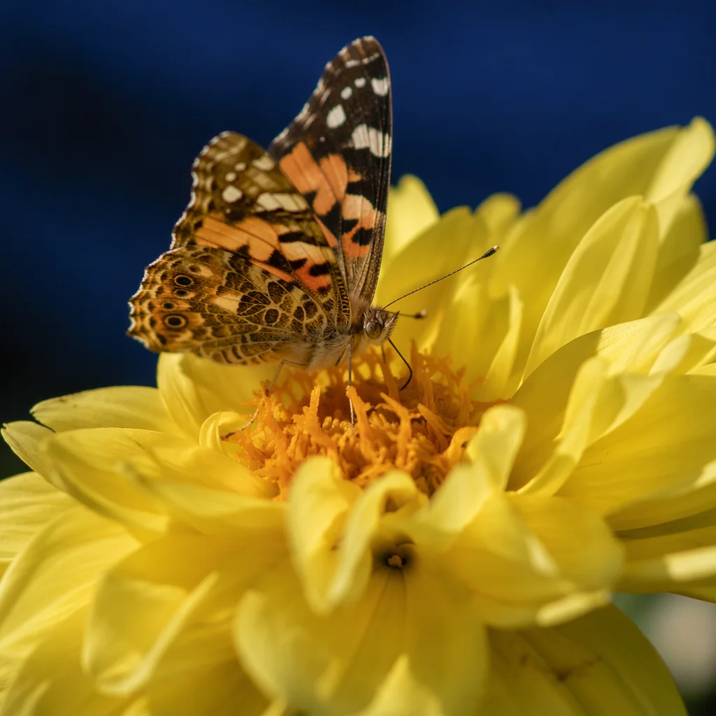 Butterfly Feeding on Yellow Garden Flower