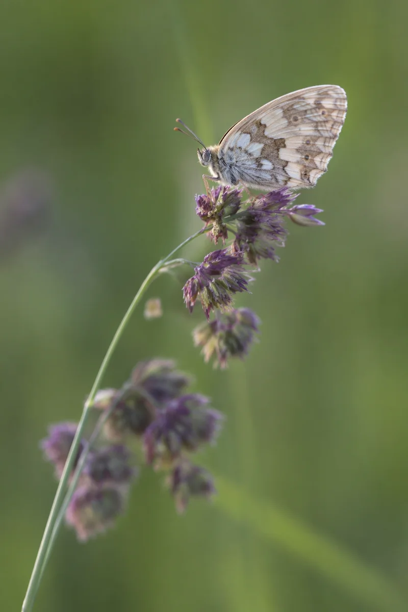 Pale Butterfly on Purple Wildflowers
