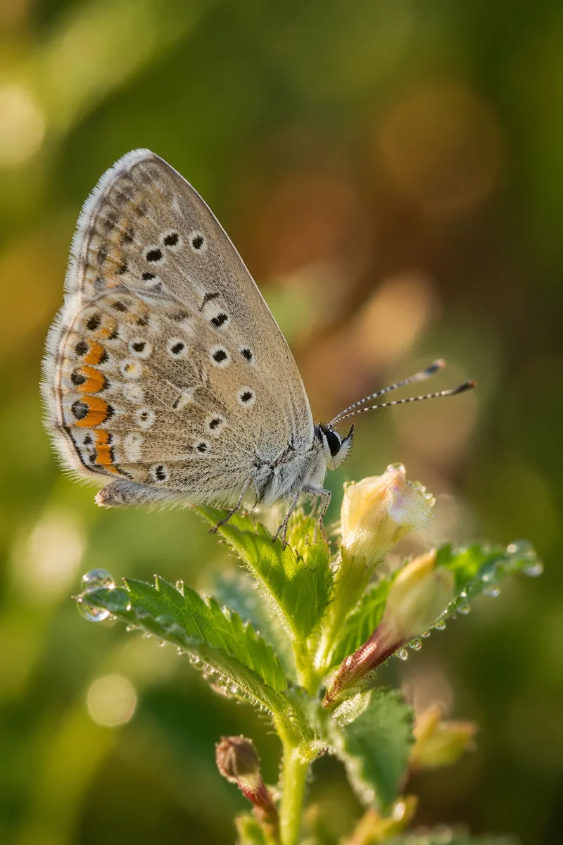 Macro Butterfly in Dewy Flower Garden