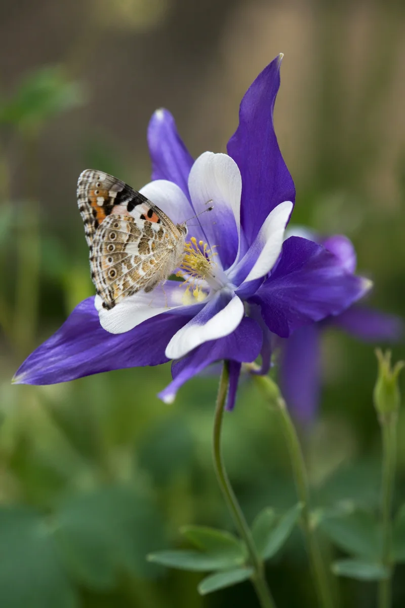 Butterfly on Purple Garden Flower Macro