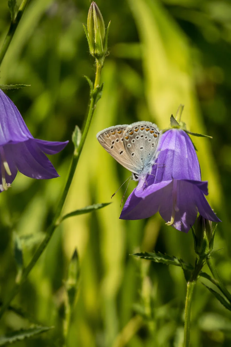 Butterfly on Violet Garden Flower Macro