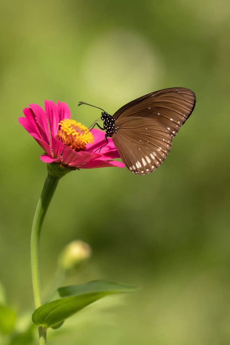 Dark Butterfly on Magenta Garden Flower