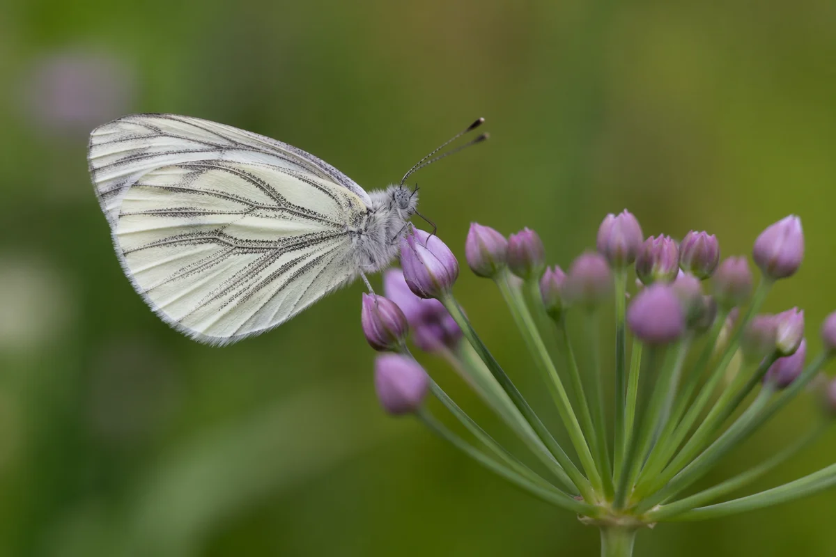 Pale Butterfly on Spring Flower Buds