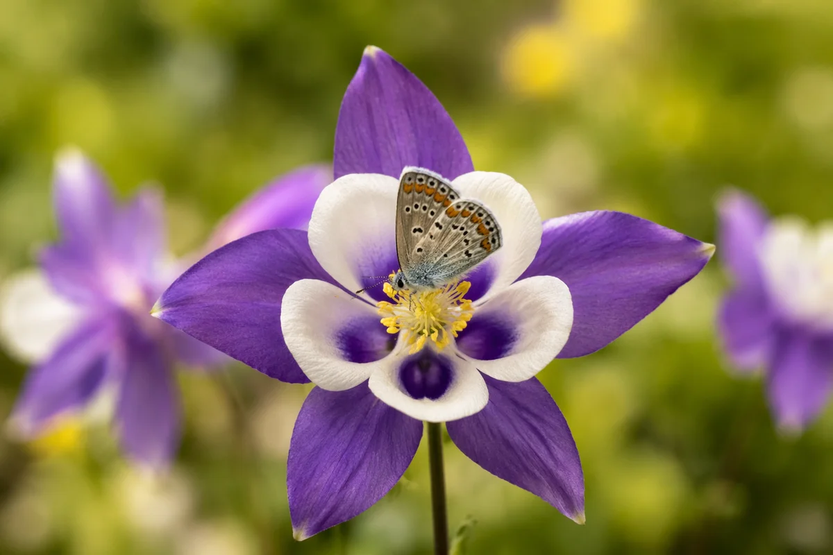 Butterfly on Purple Garden Flower Macro