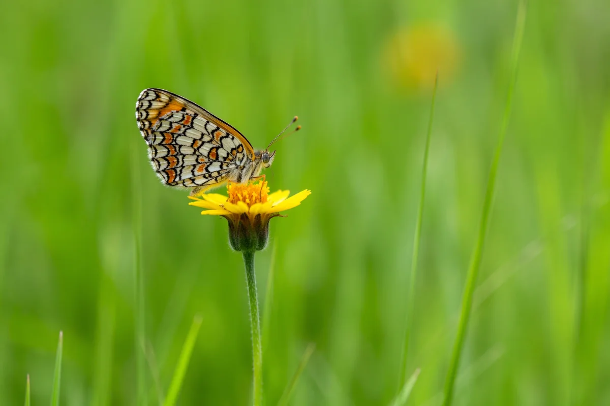 Butterfly Resting on Yellow Wildflower Macro