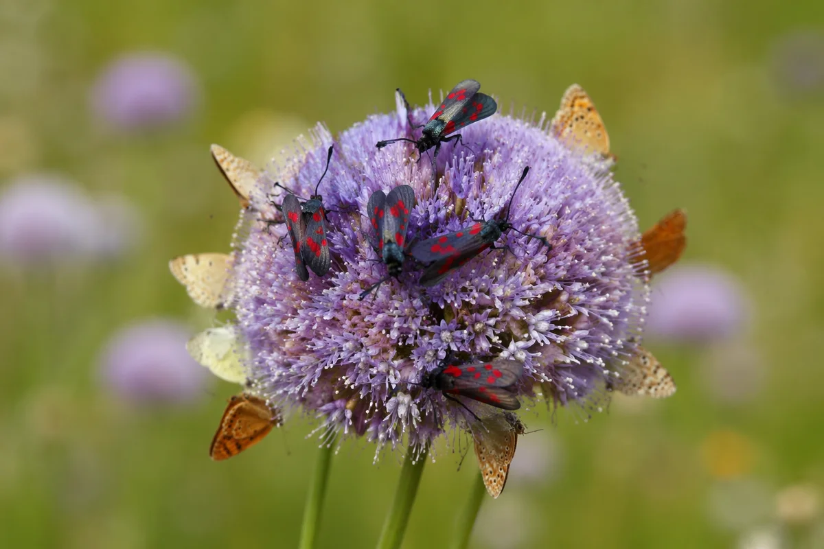 Butterflies Feeding on Lavender Wildflower Macro