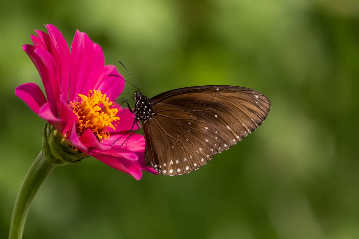Brown Butterfly on Magenta Garden Flower