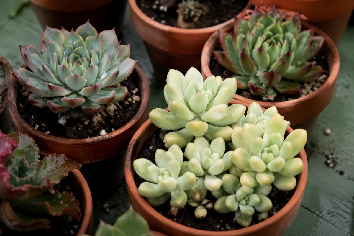 Potted Succulent Collection on Green Patio