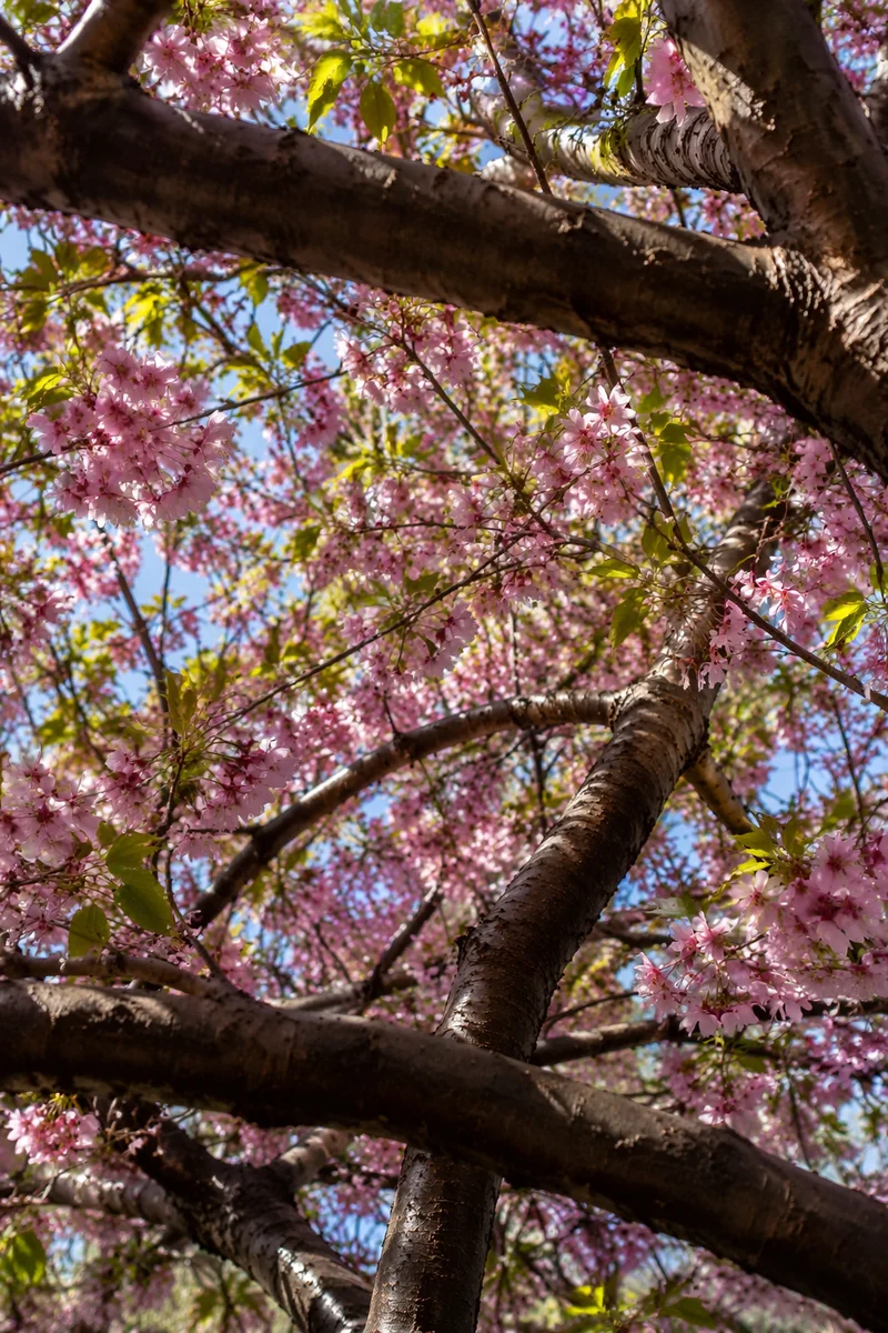 Cherry Blossom Canopy in Spring Sunlight