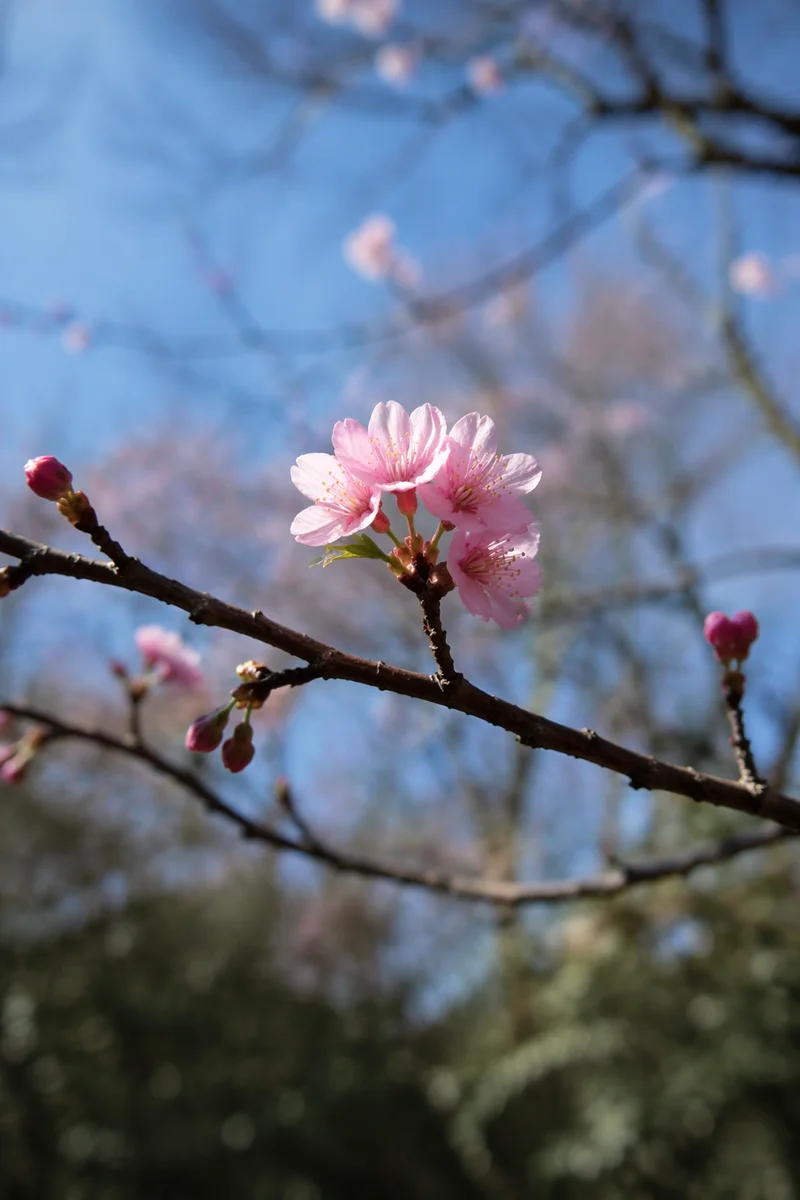 Cherry Blossom Branch in Soft Spring Light