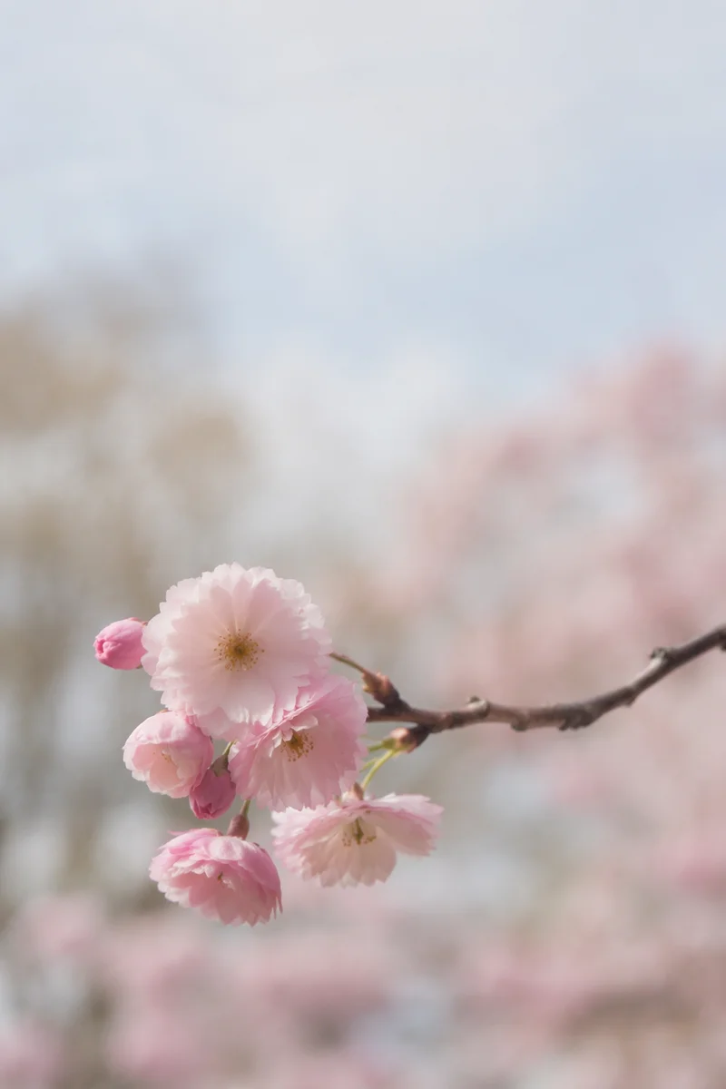 Delicate Cherry Blossom Branch in Spring