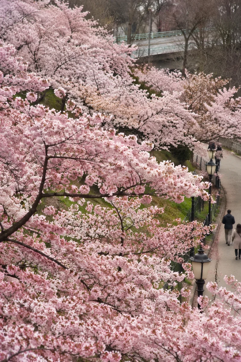 Pink Cherry Blossom Branches in Spring Park