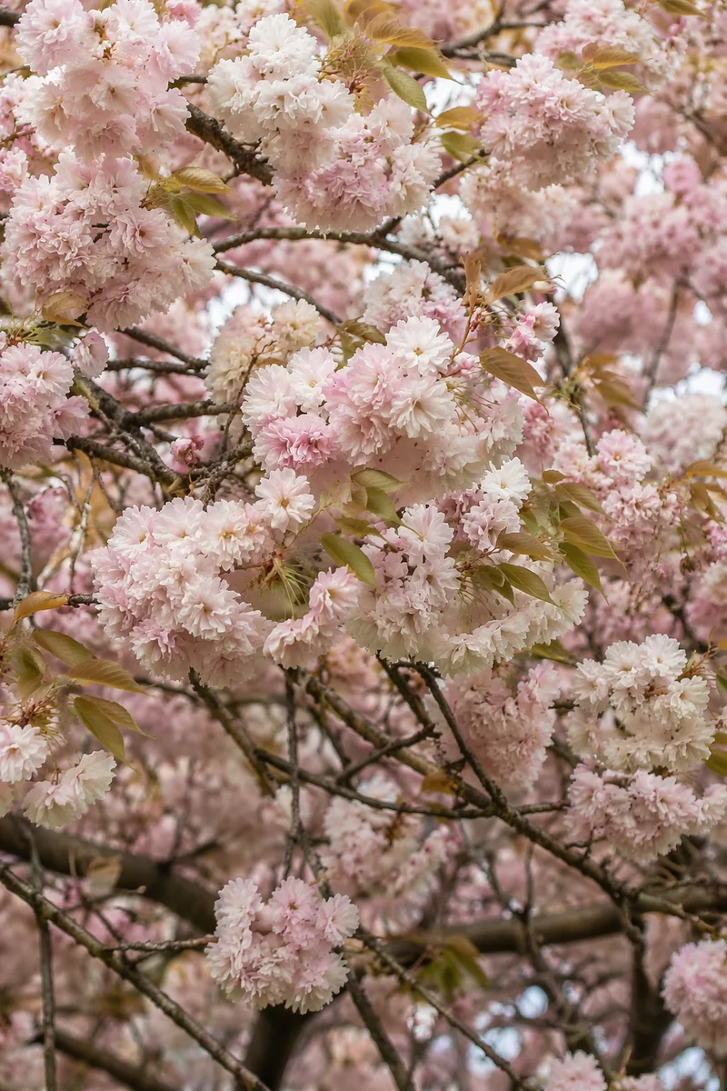 Soft Pink Cherry Blossoms in Spring