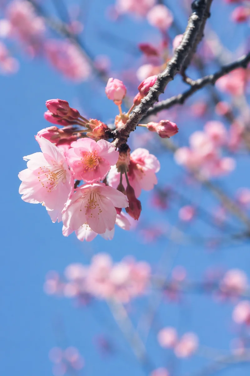Pink Cherry Blossoms Under Spring Sky