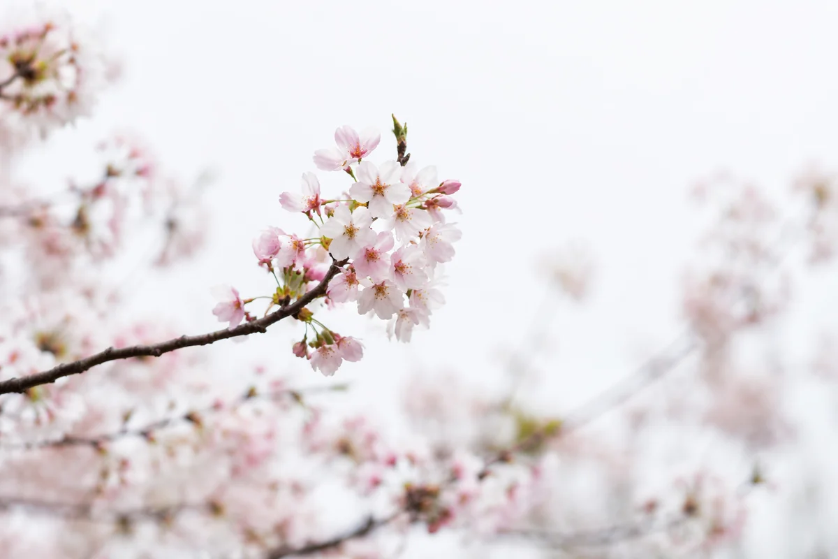 Pink Cherry Blossoms in Soft Spring Light