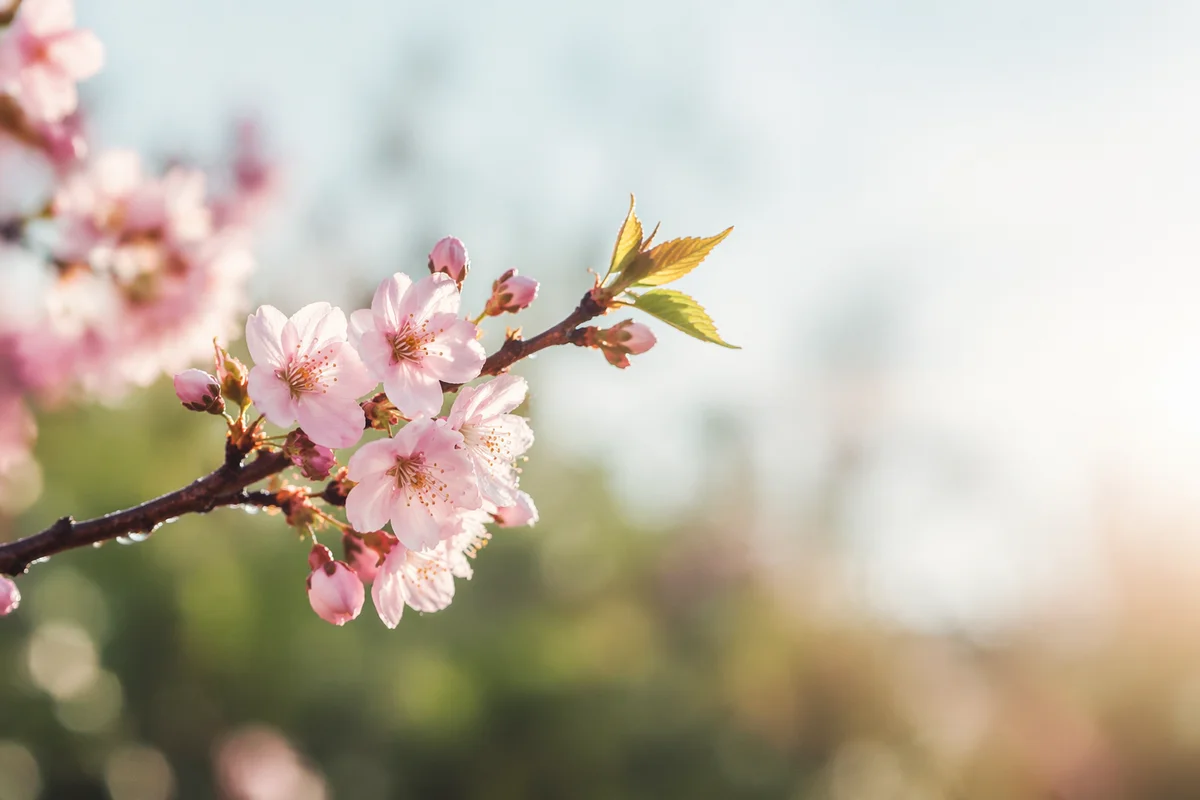 Delicate Cherry Blossom Branch in Morning Light