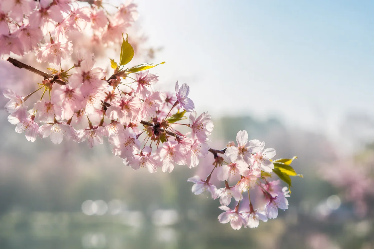 Cherry Blossom Branch in Soft Morning Light