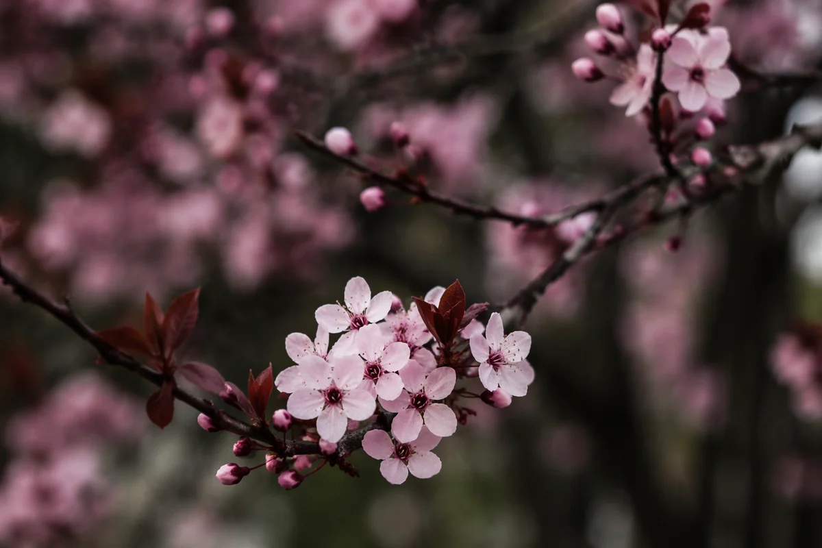 Delicate Cherry Blossom Branch in Spring